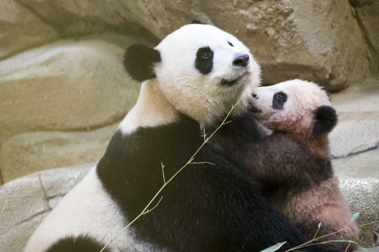 Les Gites De L'Argenterie A 15Km Du Zoo De Beauval Classes 4 Etoiles Fontguenand エクステリア 写真